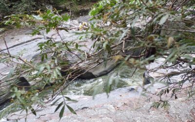 Vía libre para la continuidad del proyecto REDD Huila- Corredor biológico Guacharos- Puracé