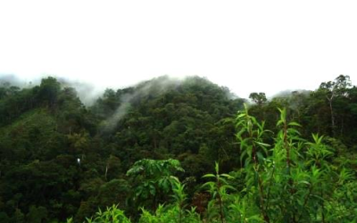 ONF Internacional y ONF Andina lideran la valorización de los bosques en la COP 20 de Lima